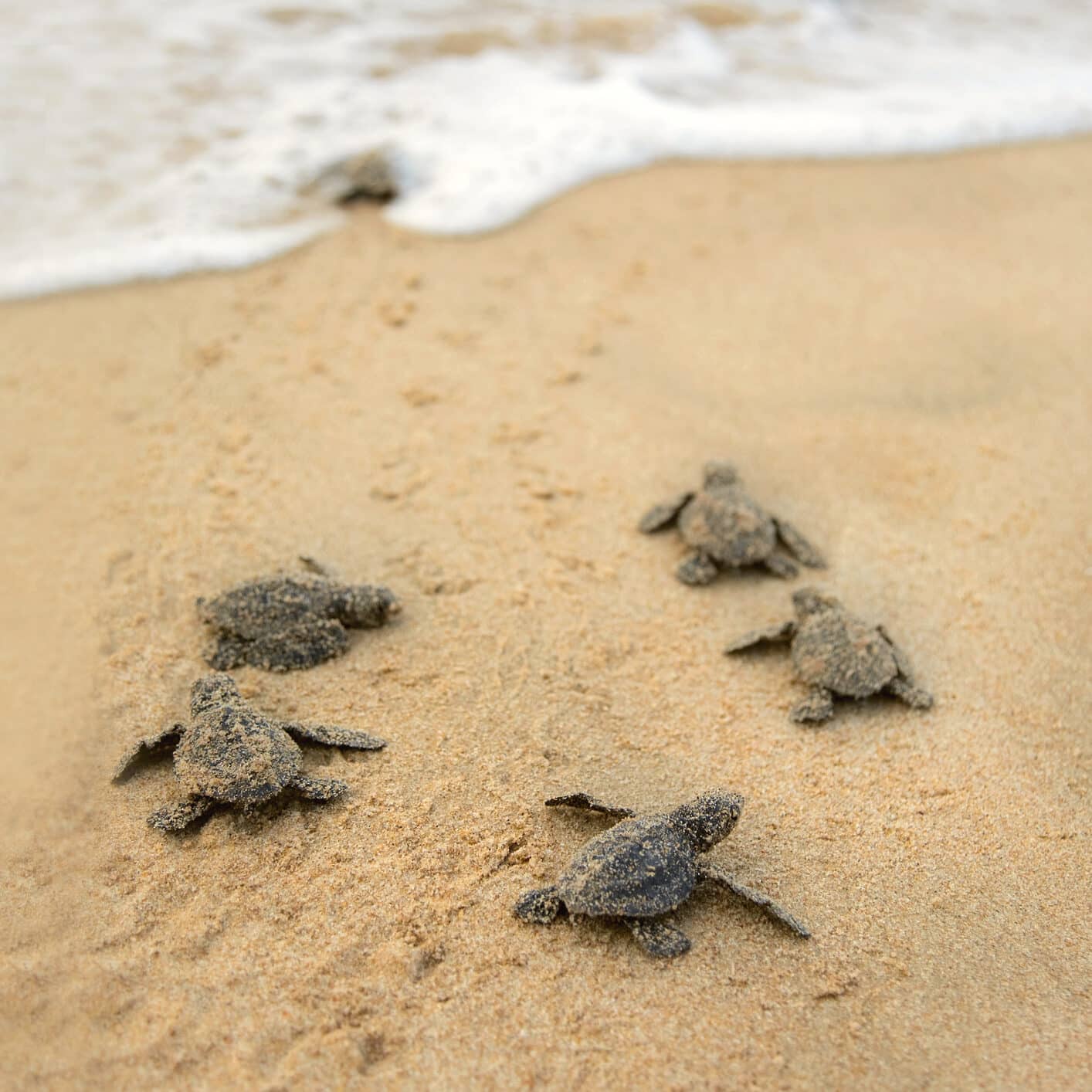 Turtle Release